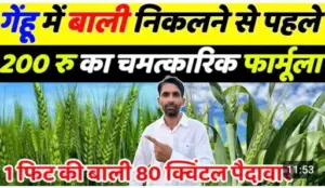 गेहूँ की खेती: 80 क्विंटल पैदावार के लिए अपनाएं यह चमत्कारी फॉर्मूला